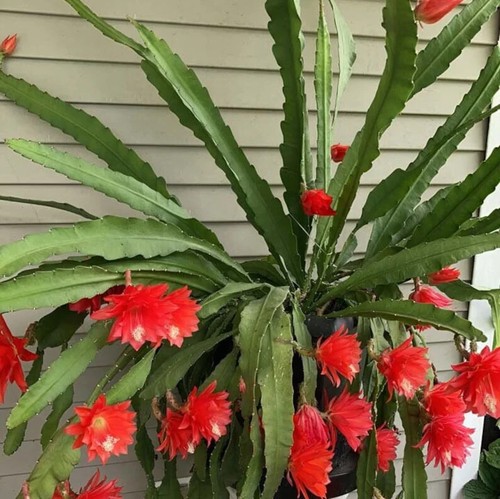Orchideenkaktus epiphyllum - 1x,