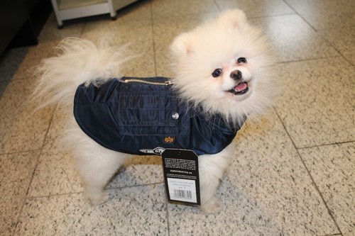Alpha industries dog - alpha,