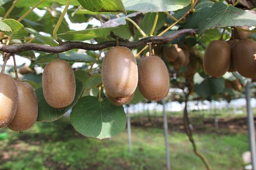 Jetzt pflanzen kiwi - jetzt,