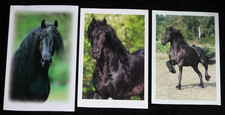3 Postkarten Friese,Pferd,Pferde,Tier,Tiere,Pferdepostkarte,AK,Ansichtskarte