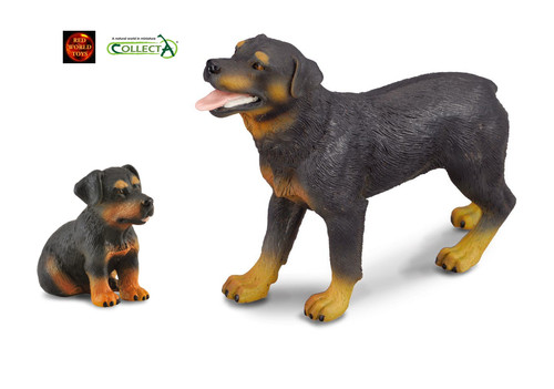 Rottweiler hund und - rottweiler,