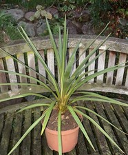 1 X  Keulenlilie Pflanzen immergrüne Palmen ca.60cm inkl. Topf.