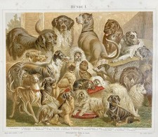 Originalgrafik Fauna/Tiere