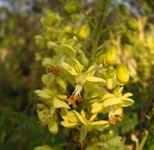 SAMEN Paradies Vogel Busch Blüten Frühling Garten Sämereien Terrasse Klassike
