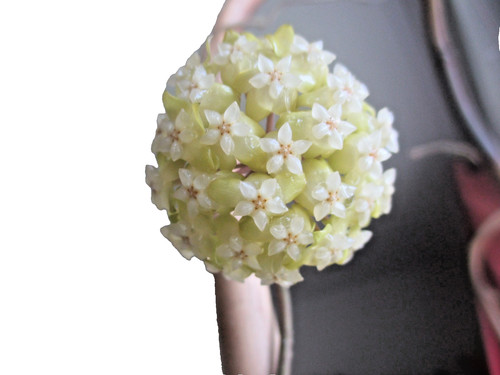 Hoya meredithii ableger - hoya,