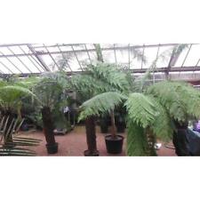 Baumfarn Dicksonia antarctica ca. 120 cm - Exotische, winterharte Pflanze