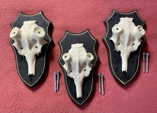 3 Dammhirschschädel aus
