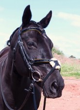 FSS GLOW 2 Reihen Kristall BLING Komfort ORANGE gepolstert Grackle Figur 8 Trense NEU