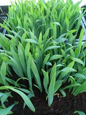 50 Sabal Minor Palmensämlinge