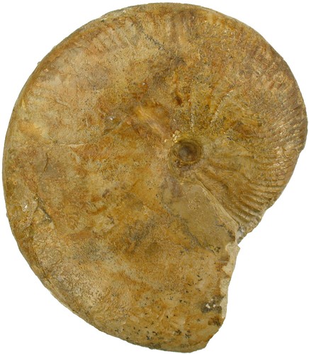 Malm taramelliceras rigidum - malm,