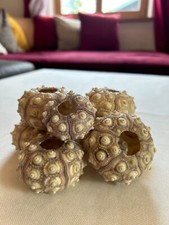 Sputnik Seeigel, Seeigel