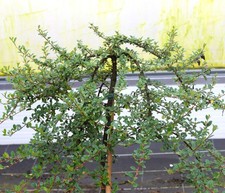 Zwergmispel Radicans Cotoneaster dammeri Hochstamm 80 - 100 cm Mispel