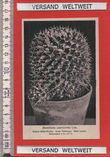 Otto Stoye: Mamillaria
