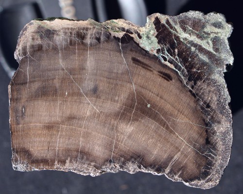 Versteinertes holz petrified - (,