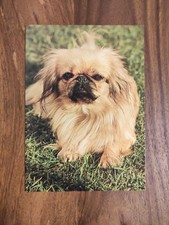 ? PEKING PALAST HUND PEKINGESE PEKINESE ? alte Hundepostkarte  AK HUND J.Berg