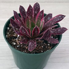 Succulent - Aeonium Peacock -