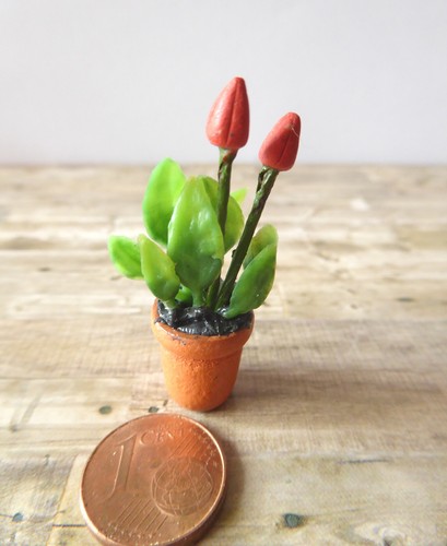 Blume tulpe flamingoblume - blume, topf