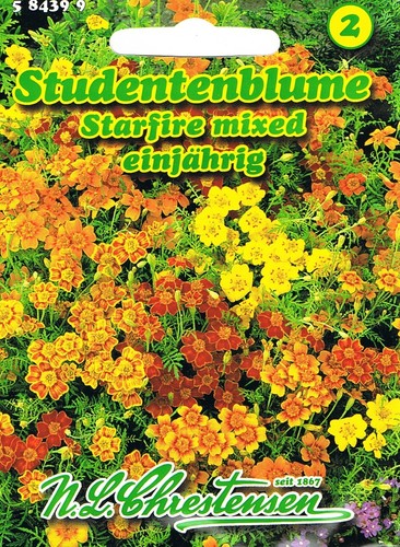Studentenblume starfire mixed - starfire,