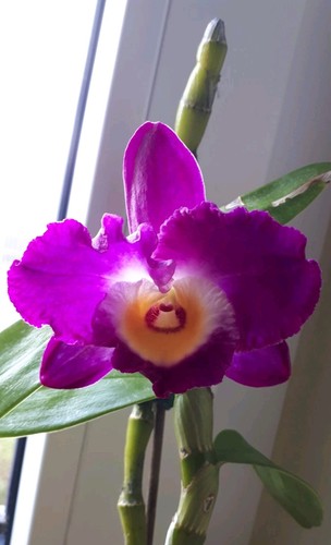 Dendrobium nobile hybride - nobile,