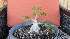 Willow Leaf Ficus Bonsai