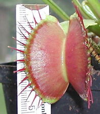 10  Samen Dionaea giant Form, Venusfliegenfalle, frische Samen 2025, Karnivoren