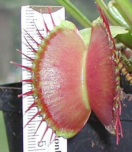 Samen dionaea giant form - ,