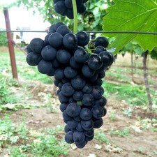 Traube blau Venus kernlos