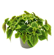 Kanonier-Pflanze - Pilea involucrata Moon Valley - Mondkrater-Pflanze 12cm Topf