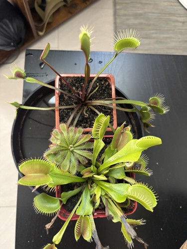 Dionaea muscipula - 2x,