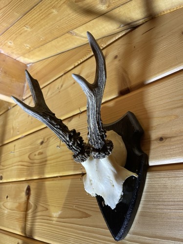 Jagdtrophäe reh rehgeweih - reh,