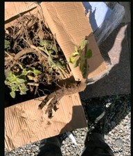 Paulownia 15 Pflanzen Hybrid