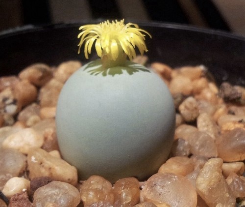 Conophytum calculus 50 - calculus, 50/