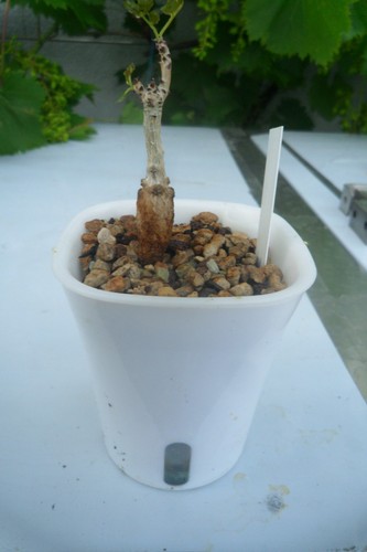 Boswellia bullata sukkulente - boswellia,