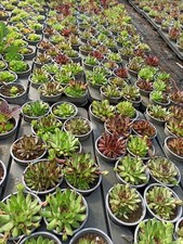 100  Sempervivum Hauswurz