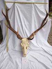 Hirsch Geweih Jagd Rotwild