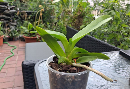 Aerides magnifica var - ., alba