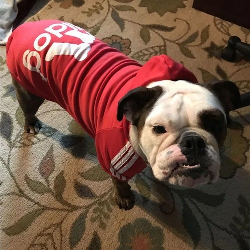 Hunde hoodie adidog sweatshirt - hunde,