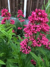 Rote SPORNBLUME, Blumensamen