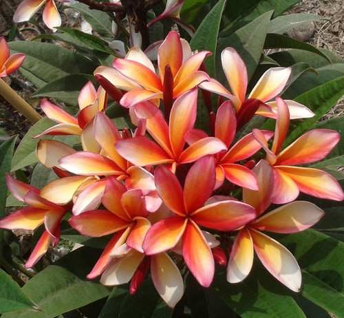 Frangipani plumeria som - plumeria,