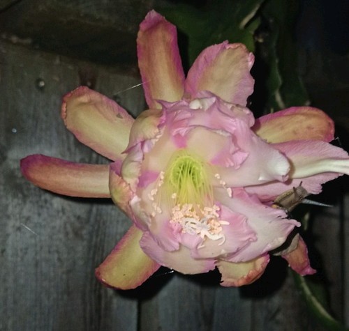 Epiphyllum blattkakteen - epiphyllum,