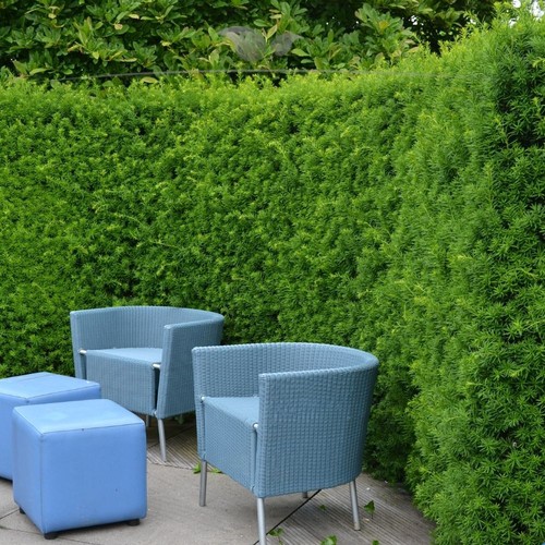 Taxus media hicksii - media,