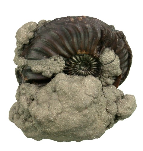Lias pleuroceras - lias,