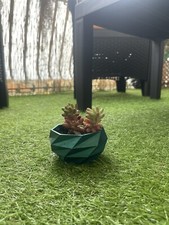 Design Vase mit Fettpflanze