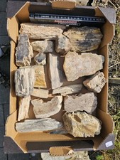 Kieselholz Versteinertes HOLZ