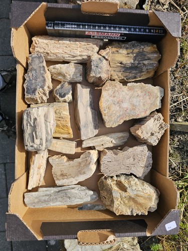 Kieselholz versteinertes holz - kieselholz,