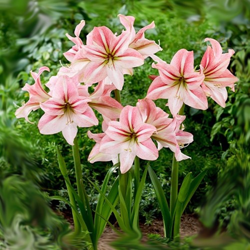 Hippeastrum zwiebel - hippeastrum,