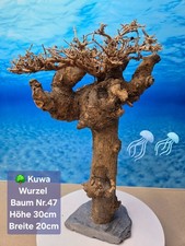 🌳Aquarium KUWA Wurzel