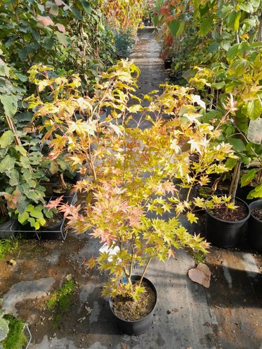 Acer palmatum summer - acer, gold
