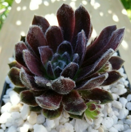 Sempervivum camelot 2x - sempervivum,