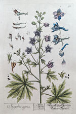 Staphis Agria Stephans-Körner